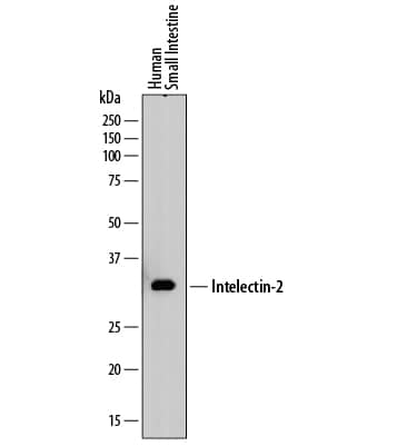 Detection of Human Intelectin-2 antibody by Western Blot.