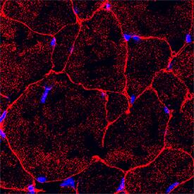 Irisin/FNDC5 antibody in Rat Skeletal Muscle by Immunohistochemistry (IHC-Fr).