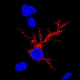 Isocitrate Dehydrogenase 1/IDH1 antibody in Rat Brain by Immunohistochemistry (IHC-Fr).