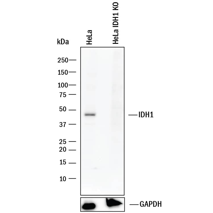 Western Blot Shows Human Isocitrate Dehydrogenase 1/IDH1 Antibody Specificity by Using Knockout Cell Line.