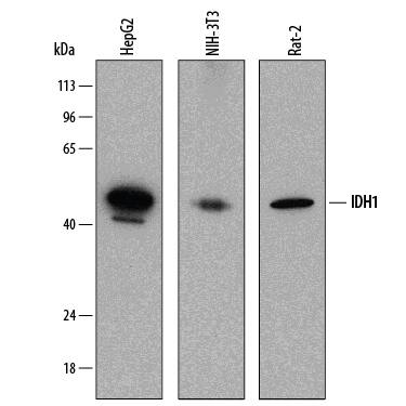 Detection of Human, Mouse, and Rat Isocitrate Dehydrogenase 1/IDH1 antibody by Western Blot.