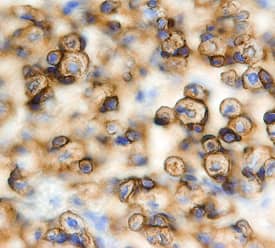 JAM-C antibody in Mouse Embryo by Immunohistochemistry (IHC-Fr).