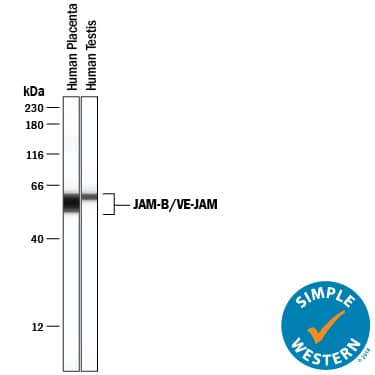 Detection of Human JAM-B/VE-JAM antibody by Simple WesternTM.