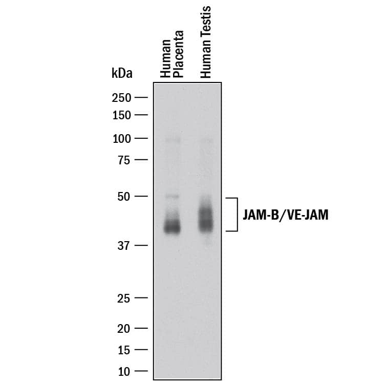 Detection of Human JAM-B/VE-JAM antibody by Western Blot.