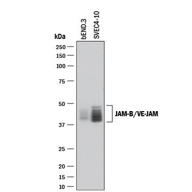 Detection of Mouse JAM-B/VE-JAM antibody by Western Blot.