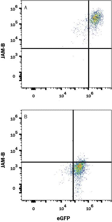 Detection of JAM-B antibody in HEK293 Human Cell Line Transfected with JAM-B and eGFP antibody by Flow Cytometry.