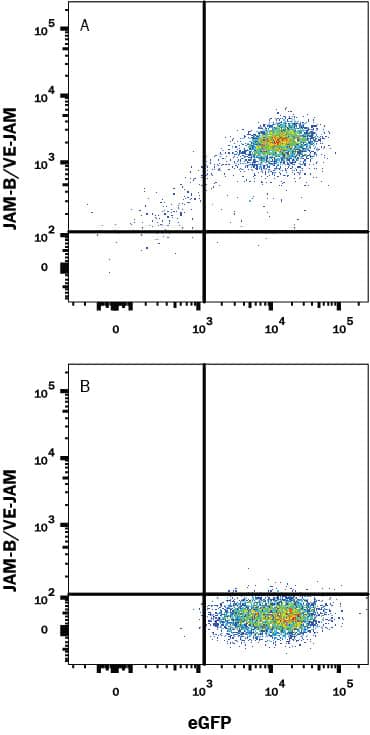 Detection of JAM-B/VE-JAM antibody in HEK293 Human Cell Line Transfected with Human JAM-B/VE-JAM and eGFP antibody by Flow Cytometry.