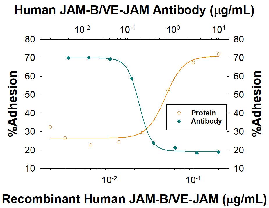 Cell Adhesion Mediated by JAM‑B/VE‑JAM and Neutralization by Human JAM‑B/VE‑JAM Antibody.