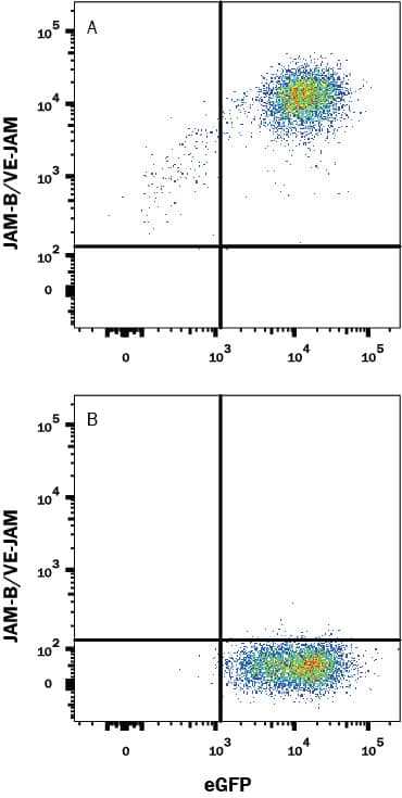 Detection of JAM-B/VE-JAM antibody in HEK293 Human Cell Line Transfected with Human JAM-B/VE-JAM and eGFP antibody by Flow Cytometry.