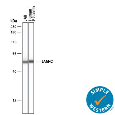 Detection of Human JAM-C antibody by Simple WesternTM.