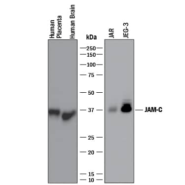 Detection of Human JAM-C antibody by Western Blot.