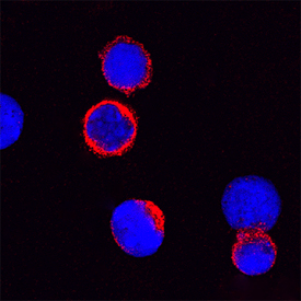 JAM-C antibody in Mouse Splenocytes by Immunocytochemistry (ICC).