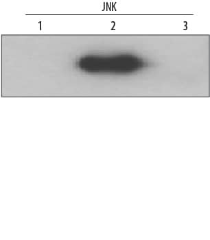 Detection of JNK2 antibody by Western Blot.