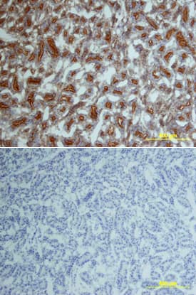 JNK antibody in Rat Kidney by Immunohistochemistry (IHC-Fr).