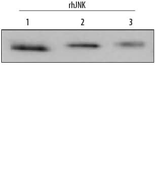 Detection of recombinant JNK family members antibody by Western Blot.