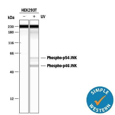 Detection of Human Phospho-JNK (T183/Y185) antibody by Simple WesternTM.