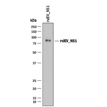 Detection of Japanese Encephalitis virus NS1 antibody by Western Blot.
