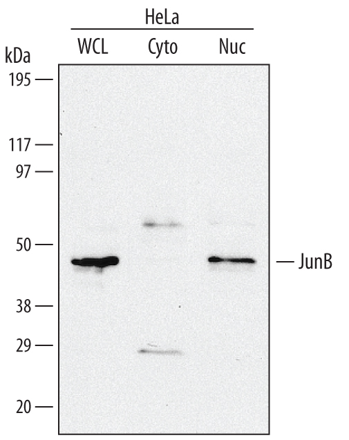 Detection of Human JunB antibody by Western Blot.