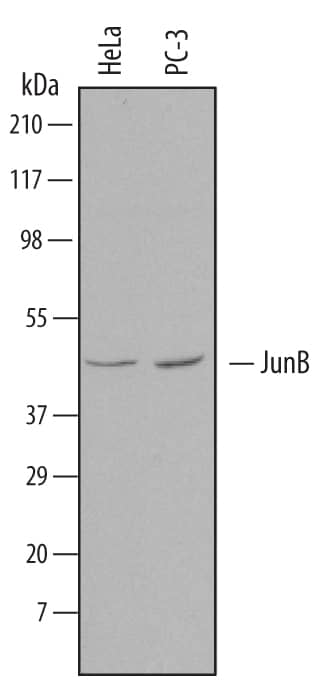 Detection of Human JunB antibody by Western Blot.