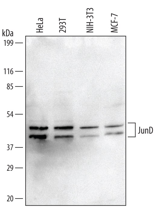 Detection of Human and Mouse JunD antibody by Western Blot.