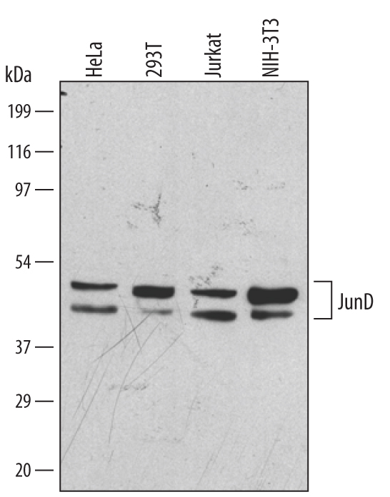 Detection of Human/Mouse JunD antibody by Western Blot.