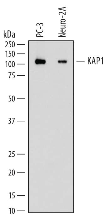 Detection of Human and Mouse KAP1 antibody by Western Blot.