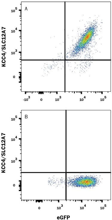 Detection of KCC4/SLC12A7 antibody in HEK293 Human Cell Line Transfected with Human SLC12A7 and eGFP antibody by Flow Cytometry.