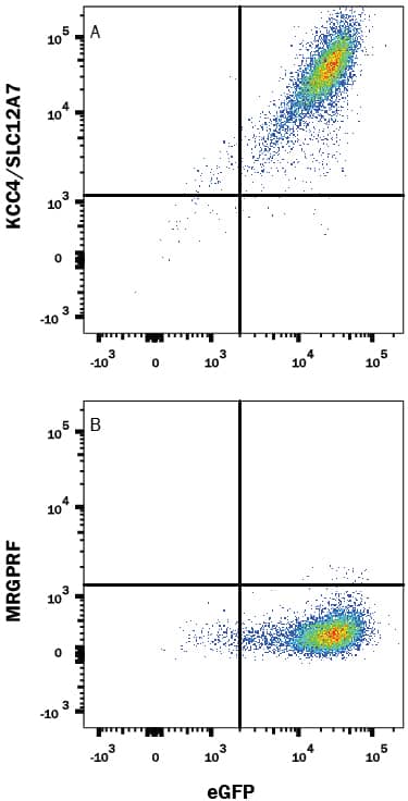 Detection of KCC4/SLC12A7 antibody in HEK293 Human Cell Line Transfected with Human SLC12A7 and eGFP antibody by Flow Cytometry.