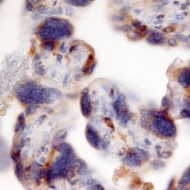 KGF/FGF-7 antibody in Human Placenta by Immunohistochemistry (IHC-P).