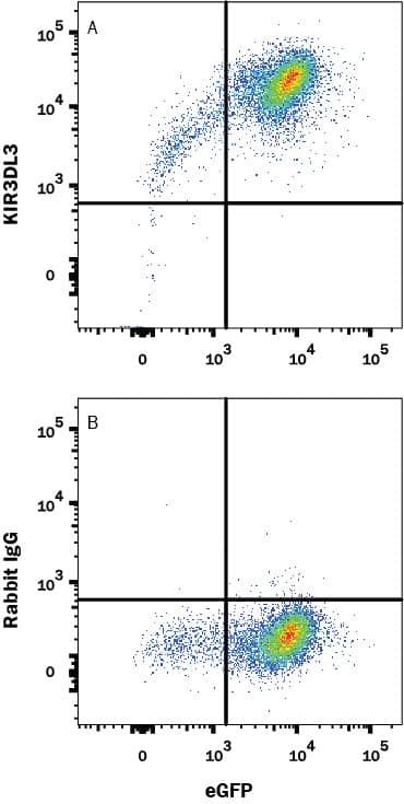 Detection of KIR3DL3/CD158z antibody in BaF3 Mouse Cell Line Transfected with KIR3DL3/CD158z antibody by Flow Cytometry.