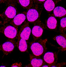 KLF12 antibody in HEK293 Human Cell Line by Immunocytochemistry (ICC).