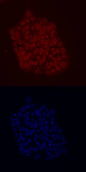 KLF2 antibody in BG01V Human Cells by Immunocytochemistry (ICC).