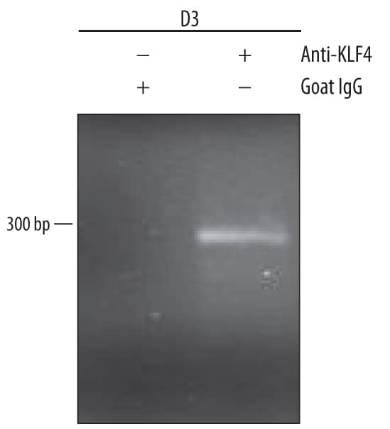 Detection of KLF4-regulated Genes antibody by Chromatin Immunoprecipitation.