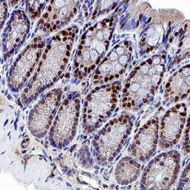 KLF4 antibody in Mouse Colon Tissue by Immunohistochemistry (IHC-Fr).