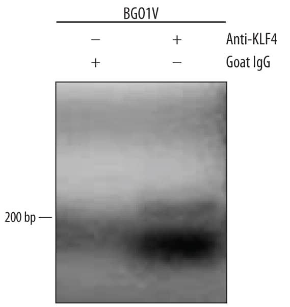 Detection of KLF4-regulated Genes antibody by Chromatin Immunoprecipitation.