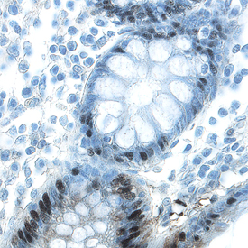 KLF4 antibody in Human Colon by Immunohistochemistry (IHC-P).