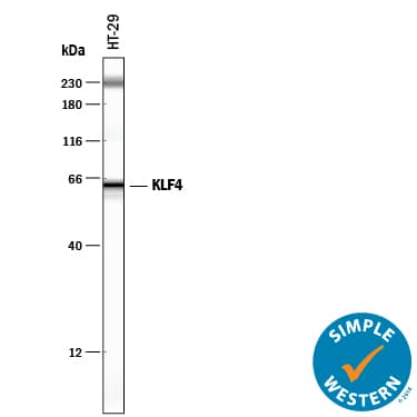 Detection of Human KLF4 antibody by Simple WesternTM.