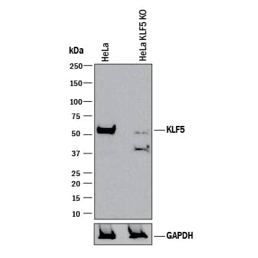 Western Blot Shows Human KLF5 Antibody Specificity by Using Knockout Cell Line.