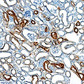 Kallikrein 1 antibody in Mouse Kidney by Immunohistochemistry (IHC-Fr).