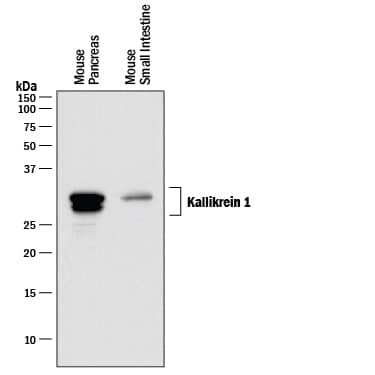 Detection of Mouse Kallikrein 1 antibody by Western Blot.