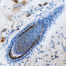 Kallikrein 5 antibody in Hair Follicle of Mouse Skin by Immunohistochemistry (IHC-Fr).