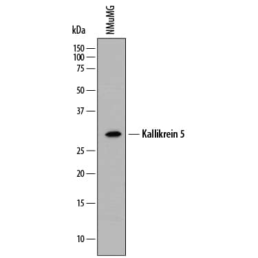 Detection of Mouse Kallikrein 5 antibody by Western Blot.