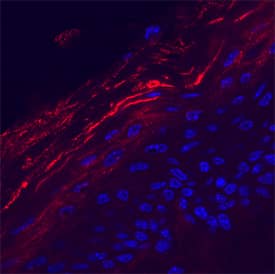 Kallikrein 7 antibody in Mouse Skin by Immunohistochemistry (IHC-Fr).