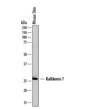 Detection of Mouse Kallikrein 7 antibody by Western Blot.