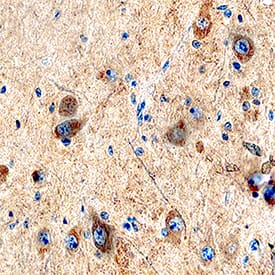 Kallikrein 8/Neuropsin antibody in Human Brain by Immunohistochemistry (IHC-P).