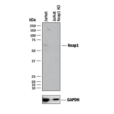 Western Blot Shows Human Keap1 Antibody Specificity by Using Knockout Cell Line.