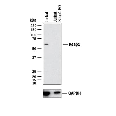 Western Blot Shows Human Keap1 Antibody Specificity by Using Knockout Cell Line.