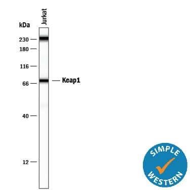 Detection of Human Keap1 antibody by Simple WesternTM.
