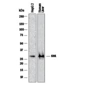 Detection of Human Ketohexokinase antibody by Western Blot.