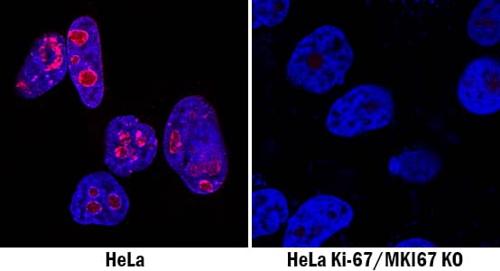 Ki67/MKI67 Antibody Specificity is Shown by Immunocytochemistry antibody in Knockout Cell Line.